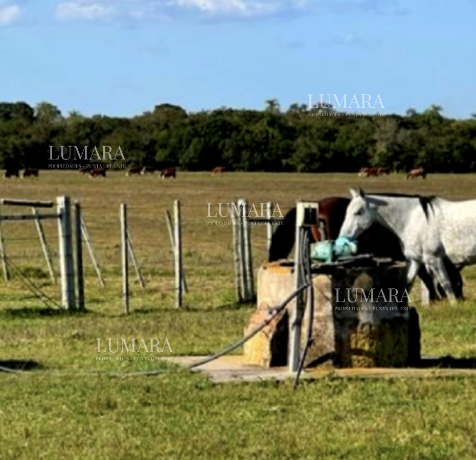 Campo Ref.3463 - CAMPO AGRICOLA GANADERO
