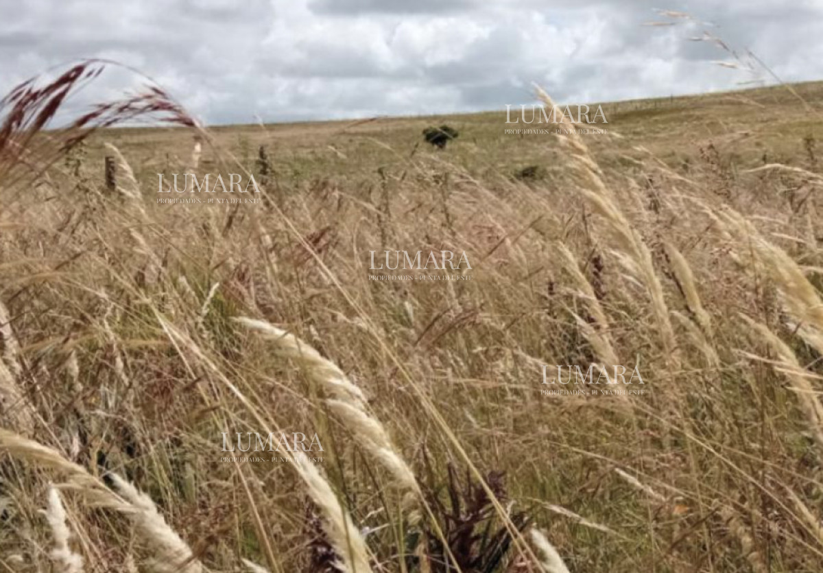 Campo Ref.3463 - CAMPO AGRICOLA GANADERO