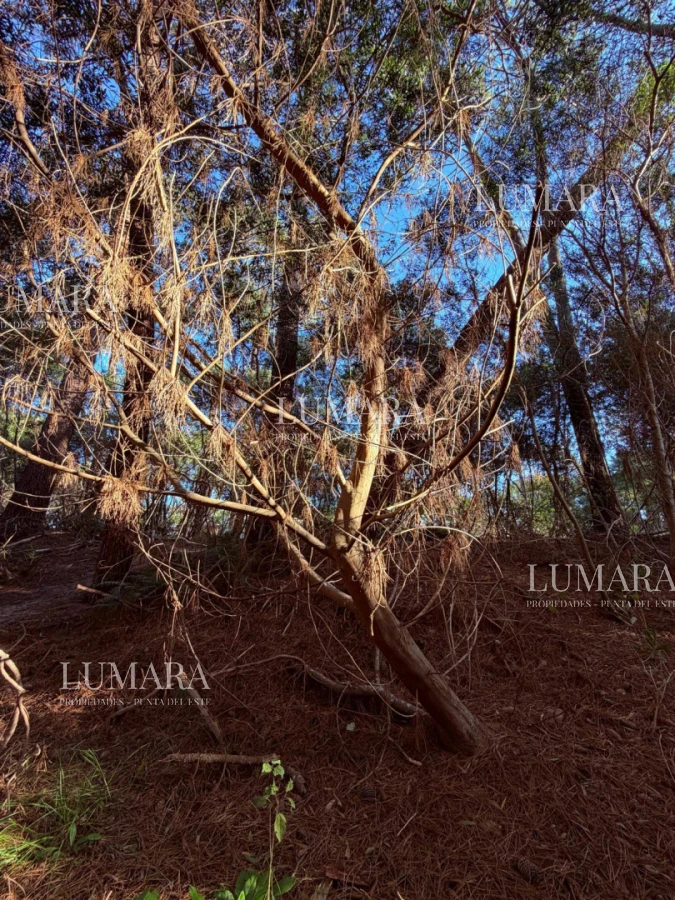 Terreno ID.3561 - RESERVA MONTAYA - TERRENO 1000 MTS - OPCION A 2000 MTS.