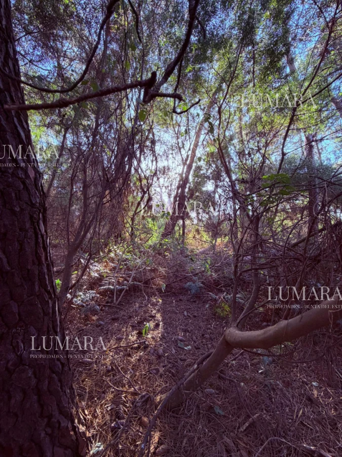 Terreno ID.3561 - RESERVA MONTAYA - TERRENO 1000 MTS - OPCION A 2000 MTS.