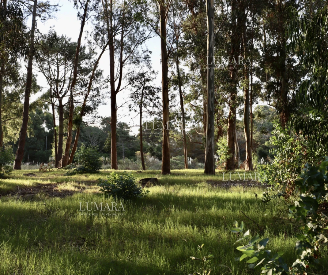 Terreno ID.3561 - RESERVA MONTAYA - TERRENO 1000 MTS - OPCION A 2000 MTS.