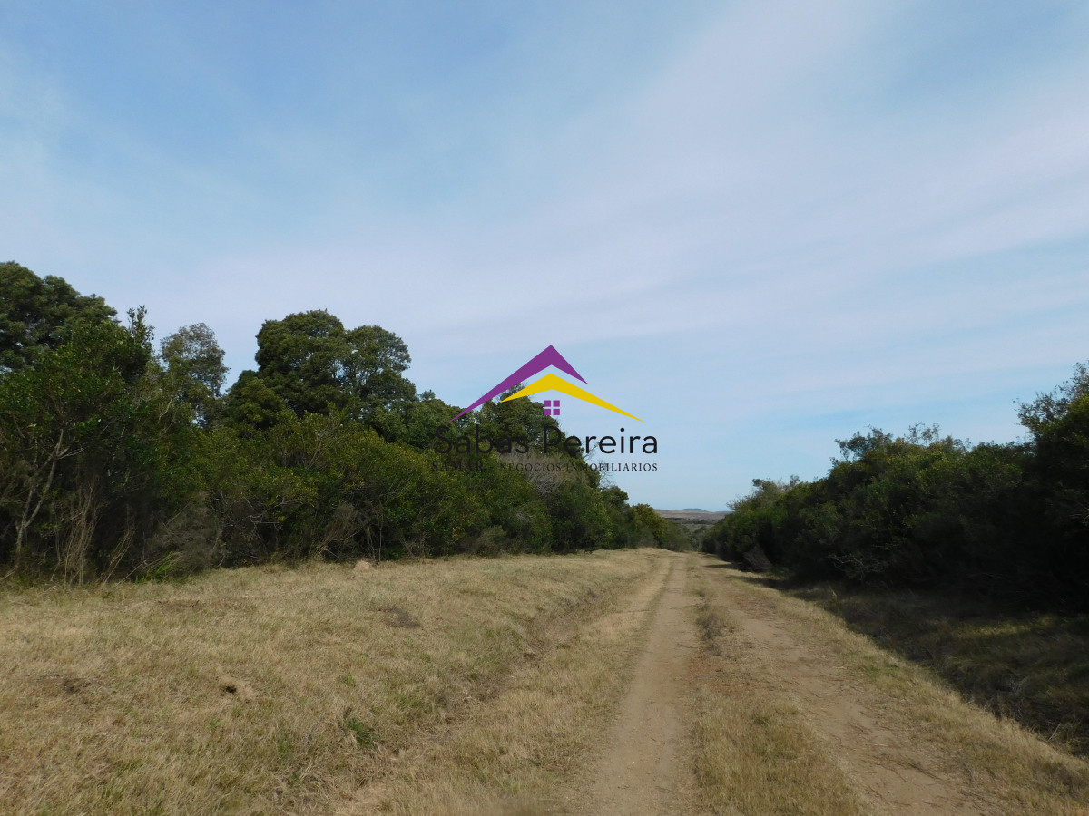 Chacra ID.41458 - Venta chacra 40há, Pan de Azucar, Maldonado