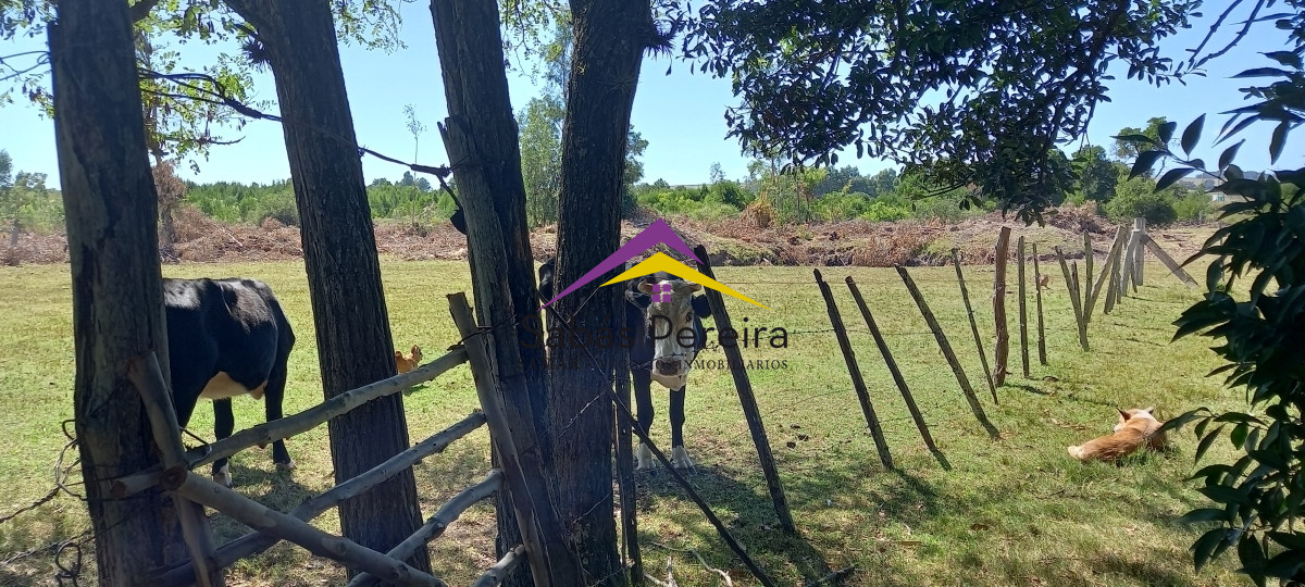 Chacra ID.41230 - Venta Chacra 18ha con casa sobre ruta 9, Pan de Azúcar, Maldonado