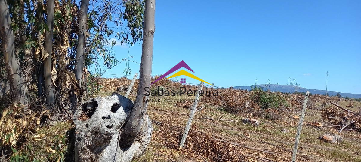 Chacra ID.41230 - Venta Chacra 18ha con casa sobre ruta 9, Pan de Azúcar, Maldonado
