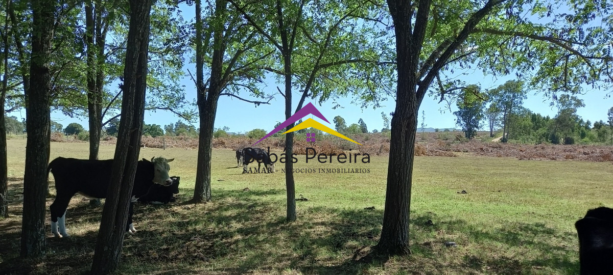 Chacra ID.41230 - Venta Chacra 18ha con casa sobre ruta 9, Pan de Azúcar, Maldonado