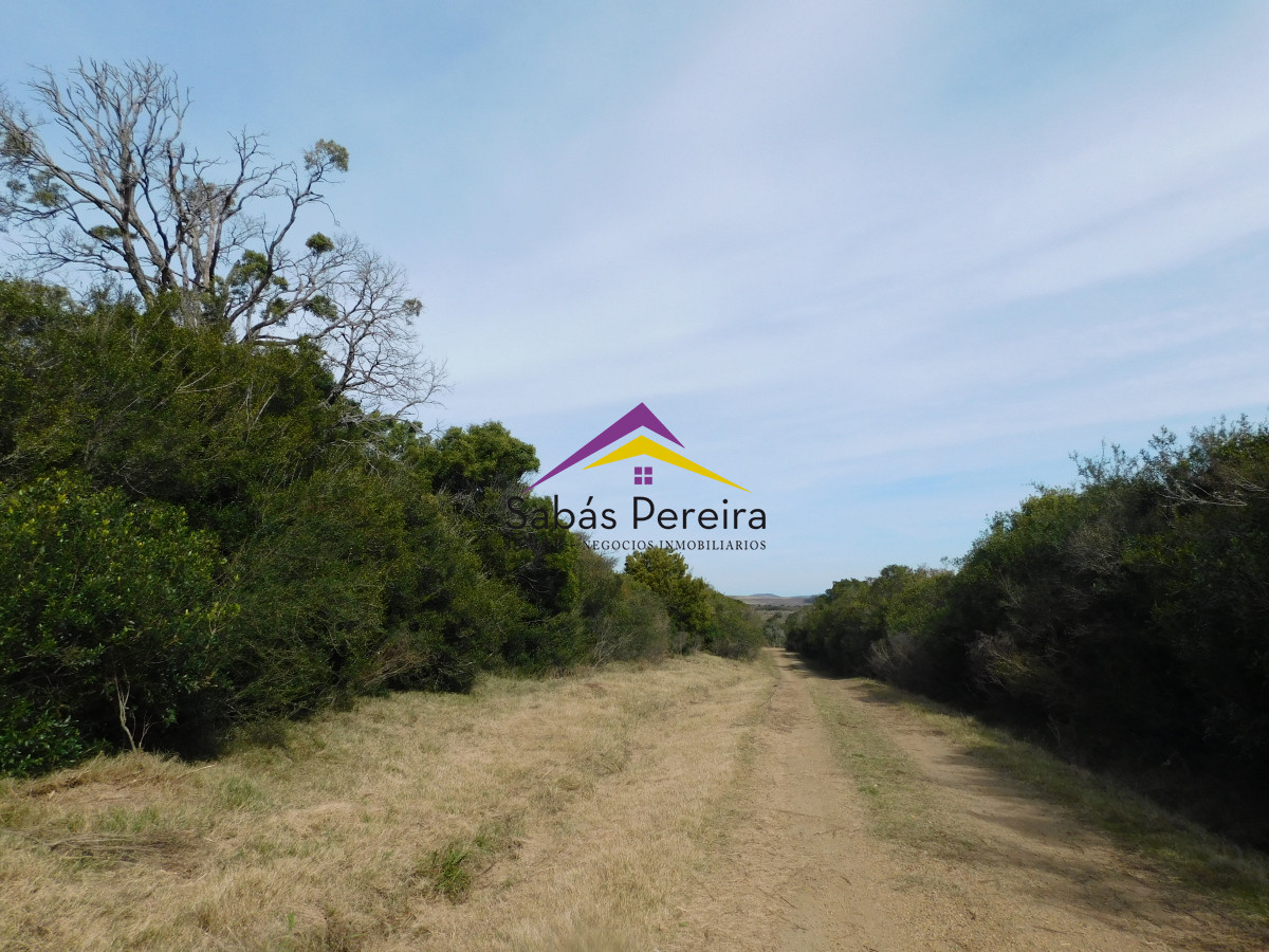 Chacra ID.41458 - Venta chacra 40há, Pan de Azucar, Maldonado