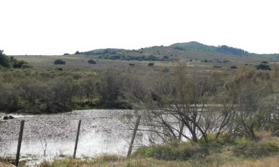 Venta chacra 40há, Pan de Azucar, Maldonado