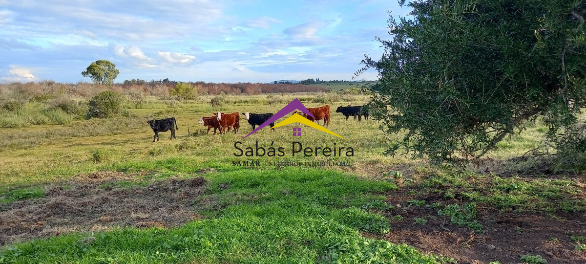 Campo Ref.41059 - Venta Fabrica de Ladrillos . Pan de Azúcar, Piriapolis, Maldonado.