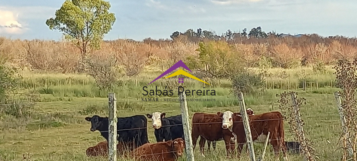 Campo Ref.41059 - Venta Fabrica de Ladrillos . Pan de Azúcar, Piriapolis, Maldonado.