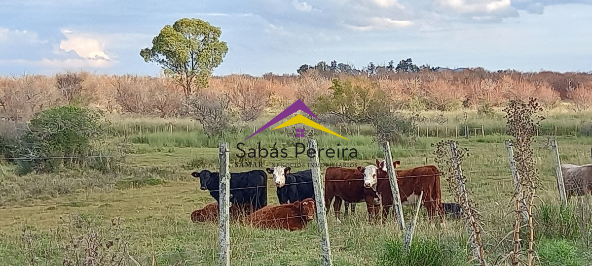 Campo Ref.41059 - Venta Fabrica de Ladrillos . Pan de Azúcar, Piriapolis, Maldonado.