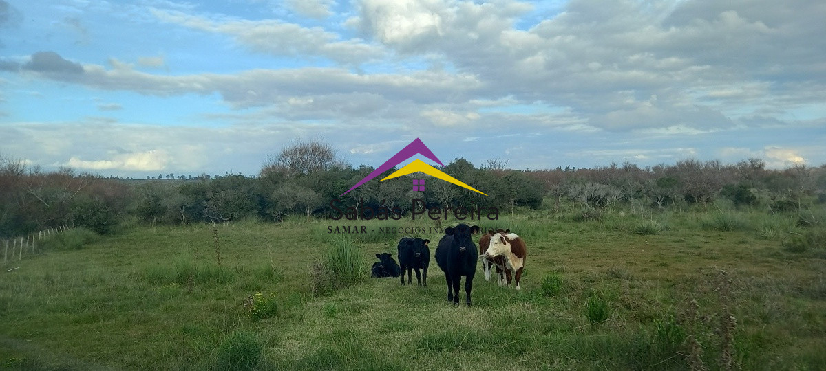 Campo Ref.41059 - Venta Fabrica de Ladrillos . Pan de Azúcar, Piriapolis, Maldonado.
