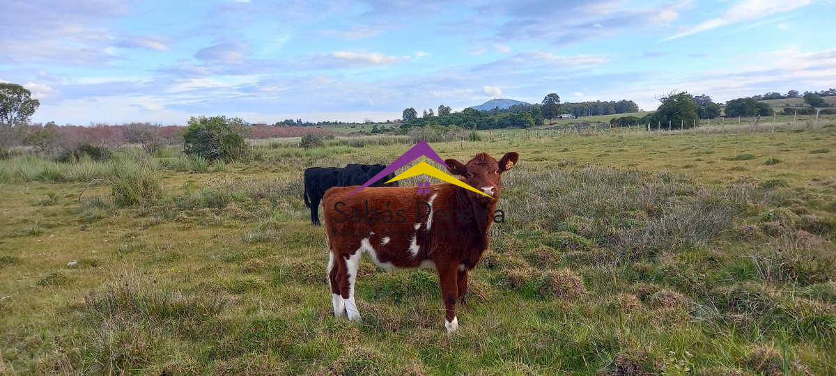 Campo Ref.41059 - Venta Fabrica de Ladrillos . Pan de Azúcar, Piriapolis, Maldonado.