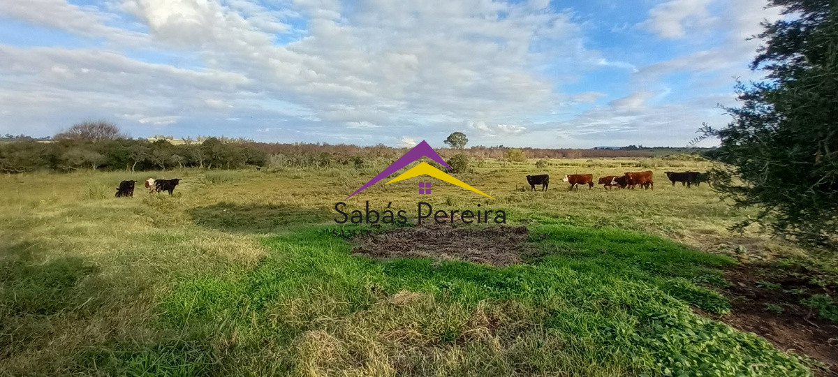 Campo Ref.41059 - Venta Fabrica de Ladrillos . Pan de Azúcar, Piriapolis, Maldonado.