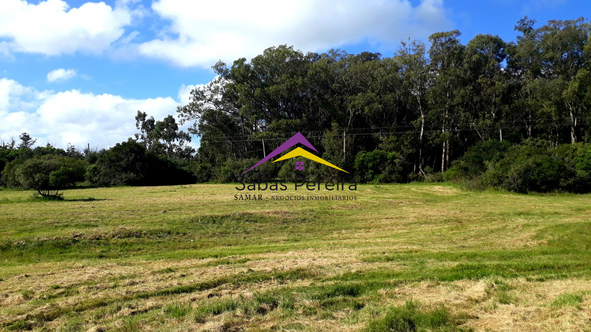 Las Flores - GoPunta - Portal Inmobiliario de Punta del Este - Maldonado