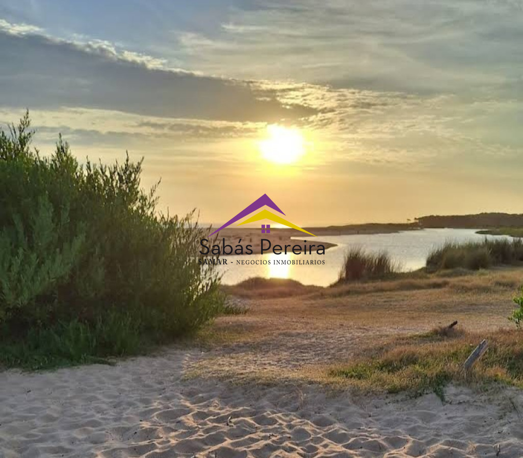 Chihuahua - GoPunta - Portal Inmobiliario de Punta del Este - Maldonado