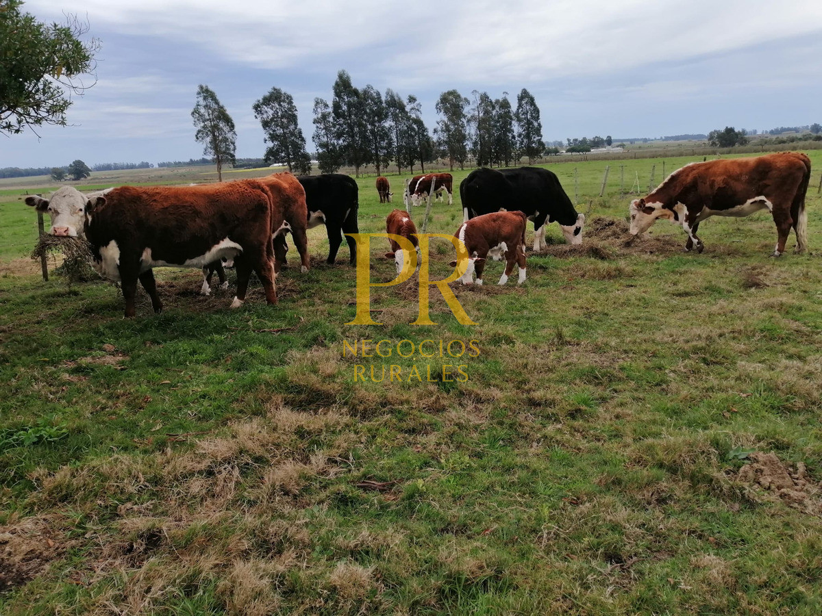 Chacra ID.18 - Chacra próximo a Migues - Costas de Pedernal