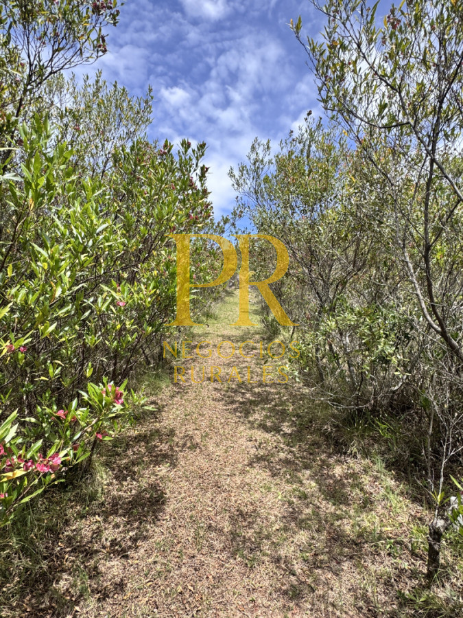 Chacra ID.27 - Chacra 5 hectáreas en Las Cañas Maldonado