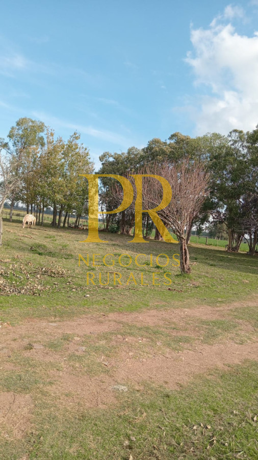 Chacra ID.6 - Chacra con dos casas próximo a San Jacino - Paraje La Paloma