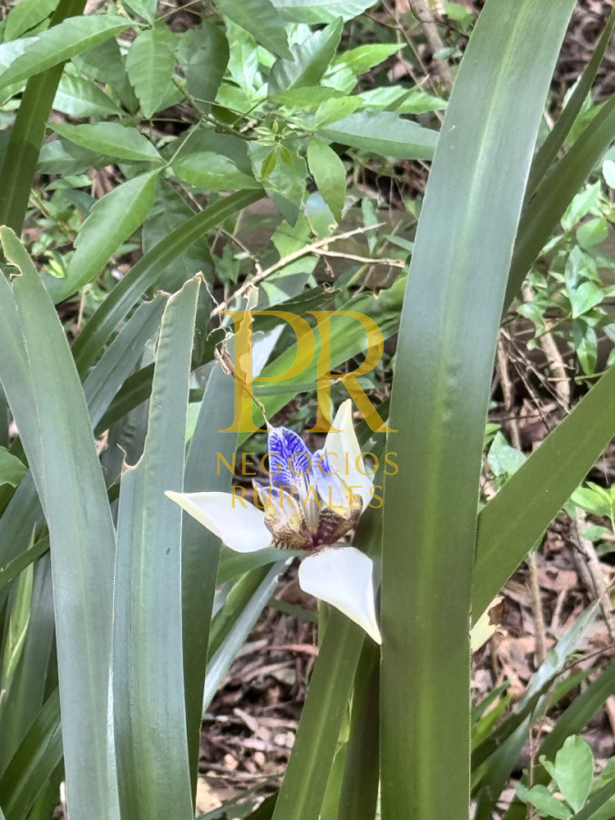Chacra ID.27 - Chacra 5 hectáreas en Las Cañas Maldonado