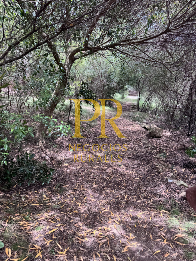 Chacra ID.27 - Chacra 5 hectáreas en Las Cañas Maldonado