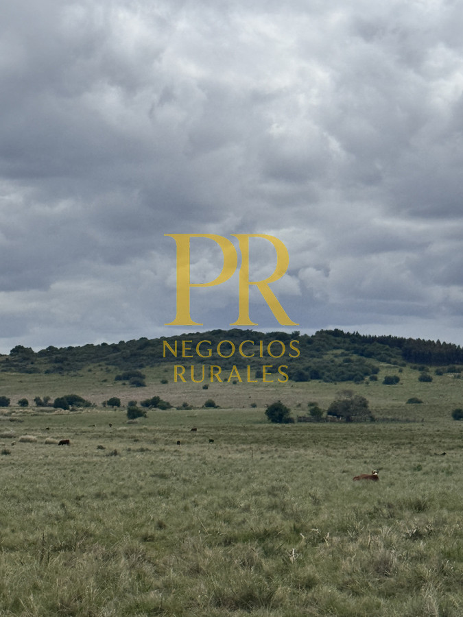 Campo Ref.11 - Campo 39 hectáreas Mariscala