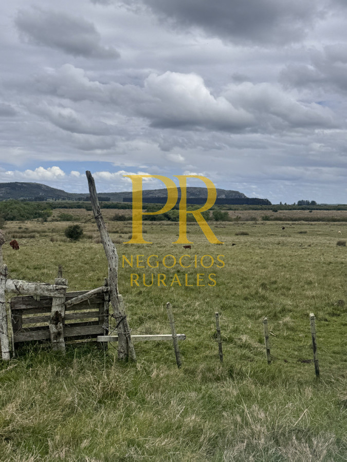 Campo Ref.11 - Campo 39 hectáreas Mariscala