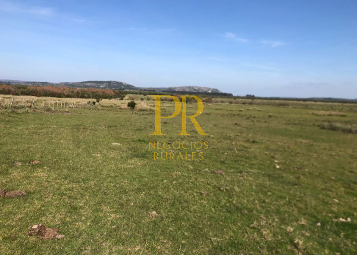 Campo Ref.11 - Campo 39 hectáreas Mariscala