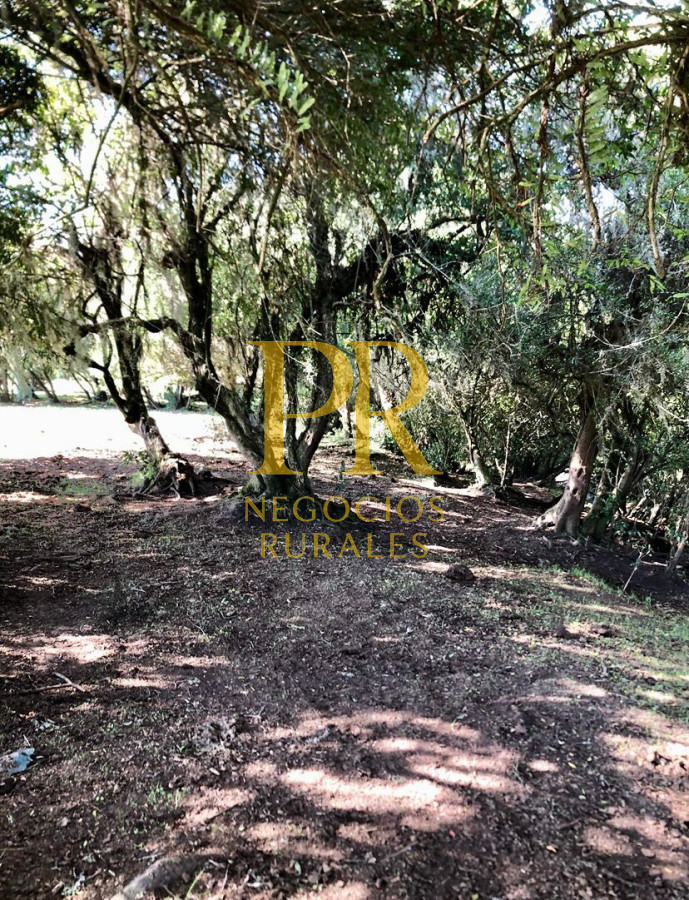 Campo Ref.11 - Campo 39 hectáreas Mariscala