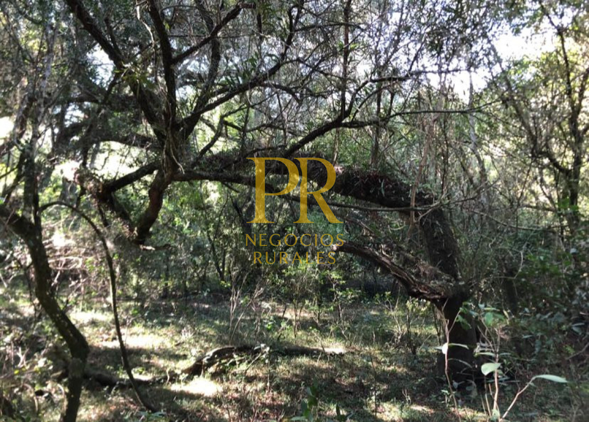 Campo Ref.11 - Campo 39 hectáreas Mariscala