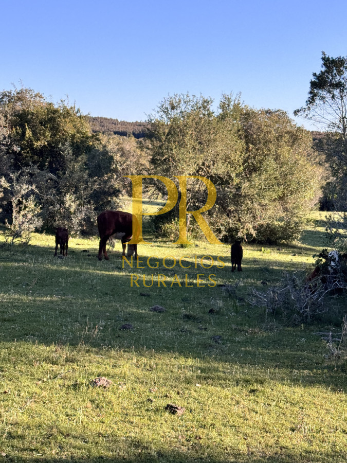 Campo Ref.24 - Chacra 8 hectáreas próximo Villa Serrana