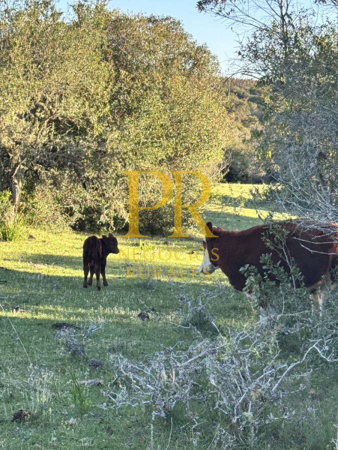 Campo Ref.24 - Chacra 8 hectáreas próximo Villa Serrana