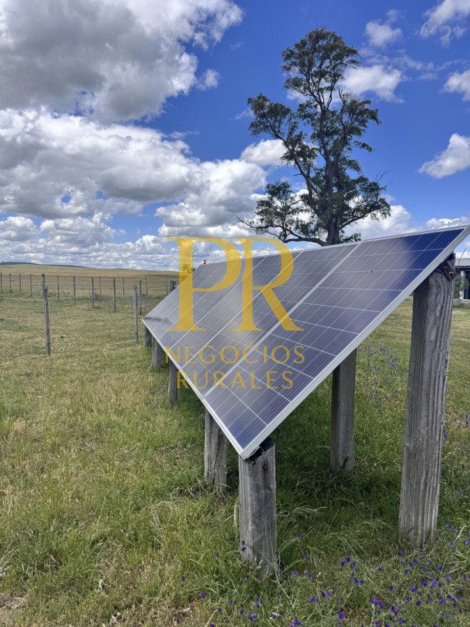 Campo Ref.26 - Campo Salto 550 hectáreas