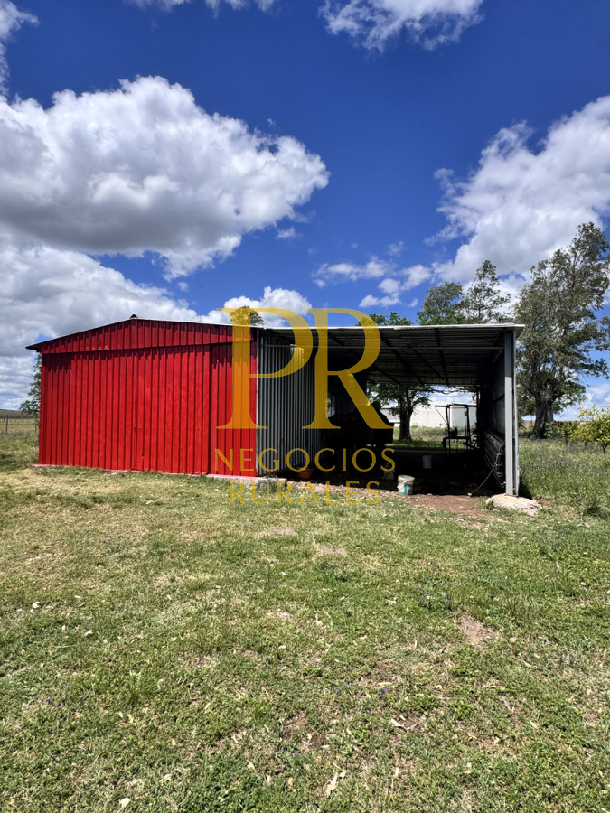 Campo Ref.26 - Campo Salto 550 hectáreas