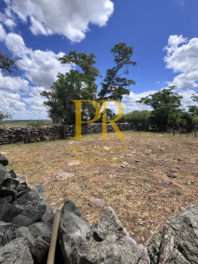 Campo Ref.26 - Campo Salto 550 hectáreas