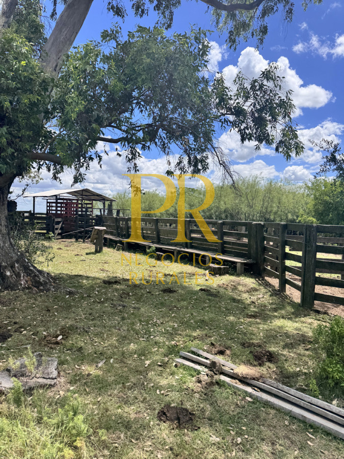 Campo Ref.26 - Campo Salto 550 hectáreas