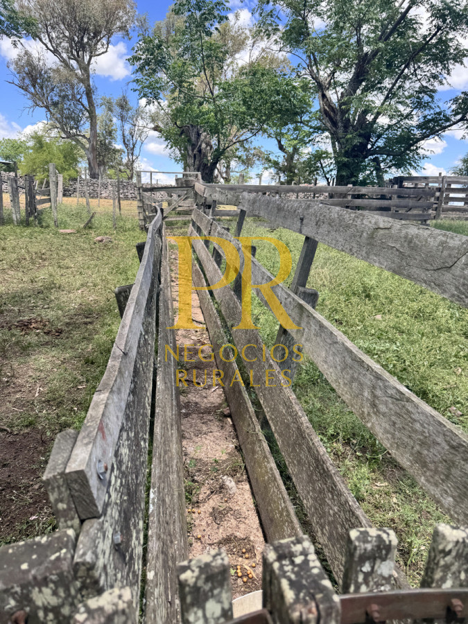 Campo Ref.26 - Campo Salto 550 hectáreas