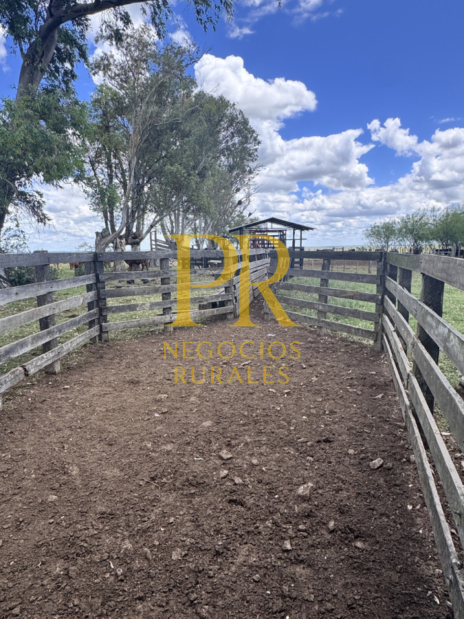 Campo Ref.26 - Campo Salto 550 hectáreas