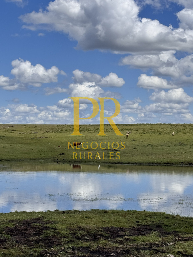 Campo Ref.26 - Campo Salto 550 hectáreas