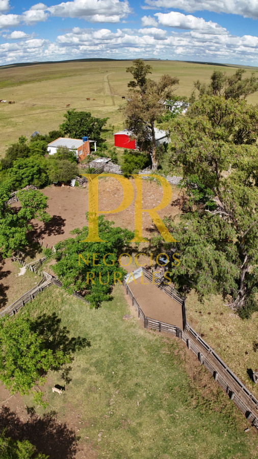 Campo Ref.26 - Campo Salto 550 hectáreas