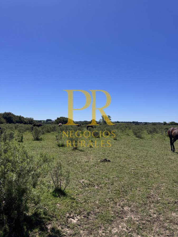 Campo Ref.2 - Campo en San Carlos, 