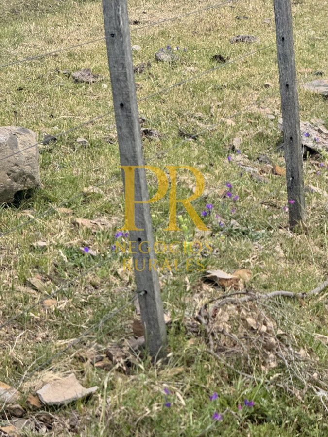 Campo Ref.26 - Campo Salto 550 hectáreas