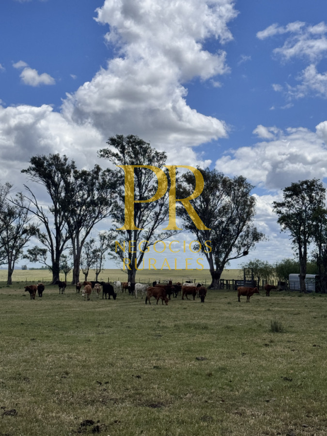 Campo Ref.26 - Campo Salto 550 hectáreas