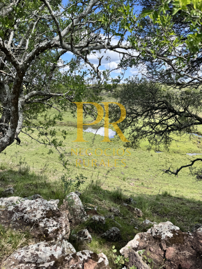 Campo Ref.26 - Campo Salto 550 hectáreas