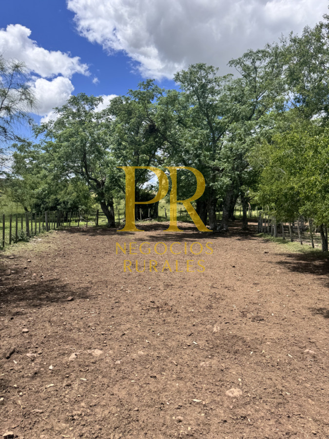 Campo Ref.26 - Campo Salto 550 hectáreas