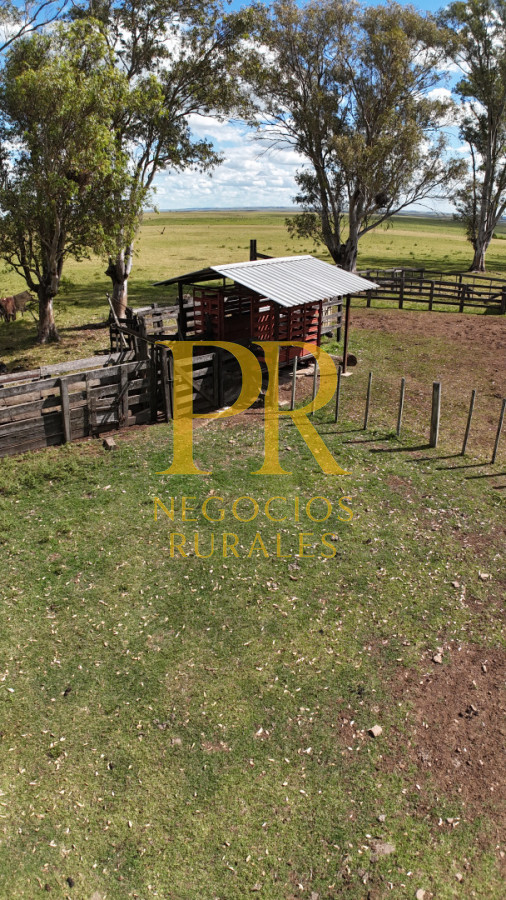 Campo Ref.26 - Campo Salto 550 hectáreas