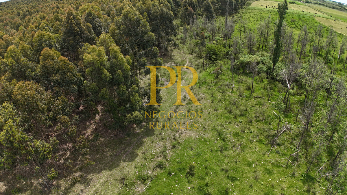 Campo Ref.8 - Chacras en Tala, acceso por Ruta 12, 2 km por camino vecinal.