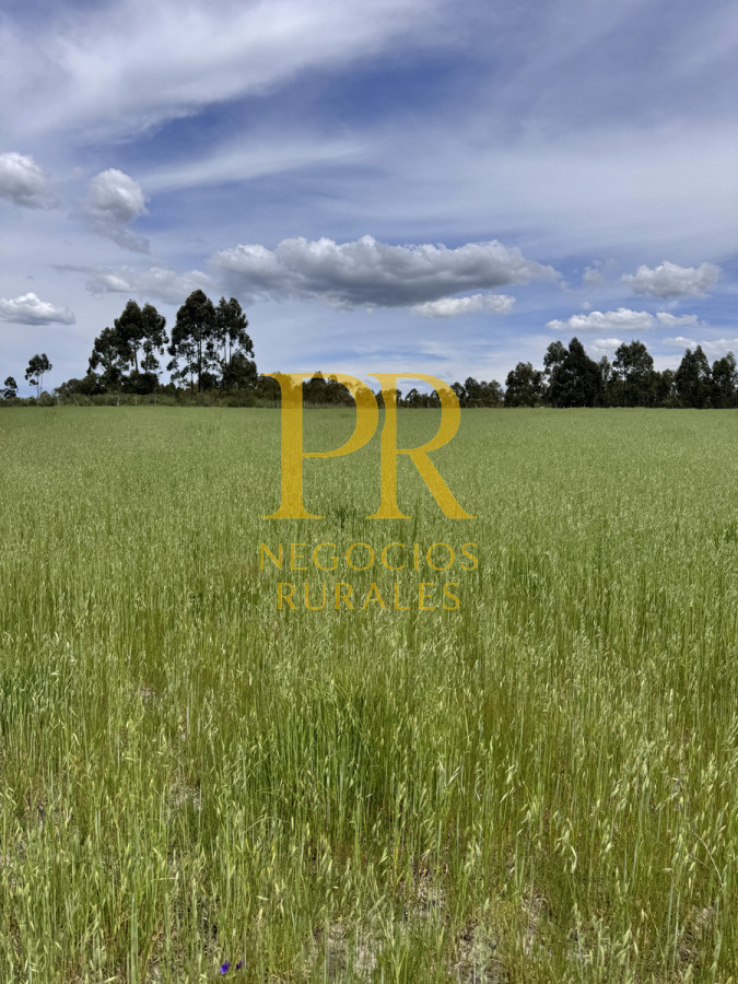 Campo Ref.8 - Chacras en Tala, acceso por Ruta 12, 2 km por camino vecinal.