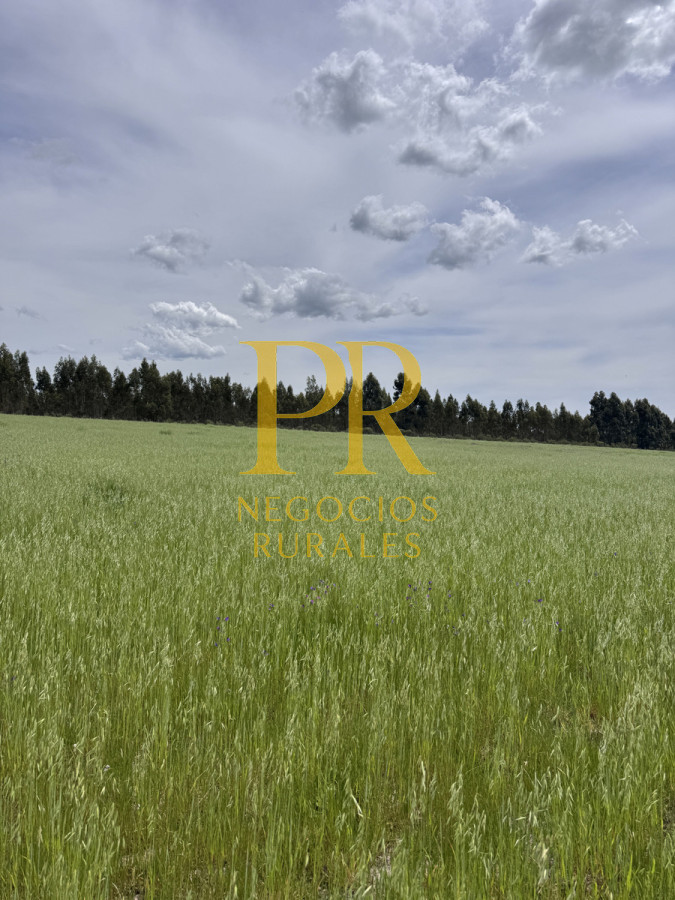 Campo Ref.8 - Chacras en Tala, acceso por Ruta 12, 2 km por camino vecinal.