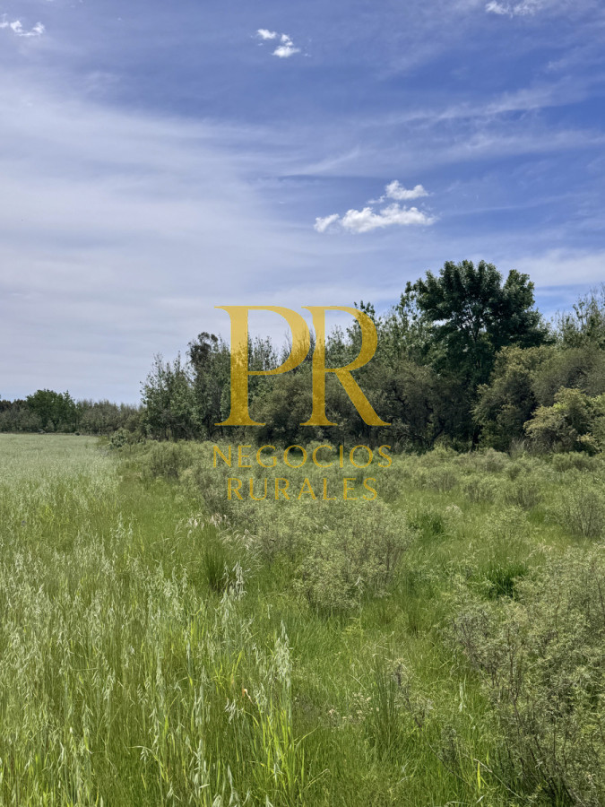 Campo Ref.8 - Chacras en Tala, acceso por Ruta 12, 2 km por camino vecinal.