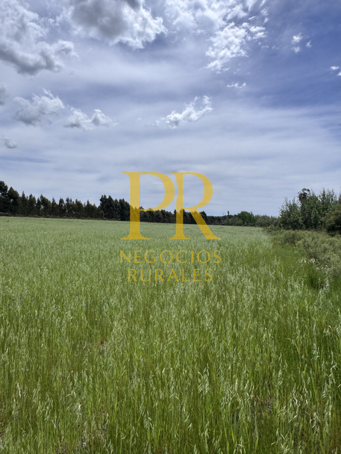 Campo Ref.8 - Chacras en Tala, acceso por Ruta 12, 2 km por camino vecinal.